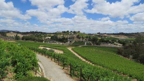 A scenic view of lush vineyards under a partly cloudy sky, with rolling hills in the background.