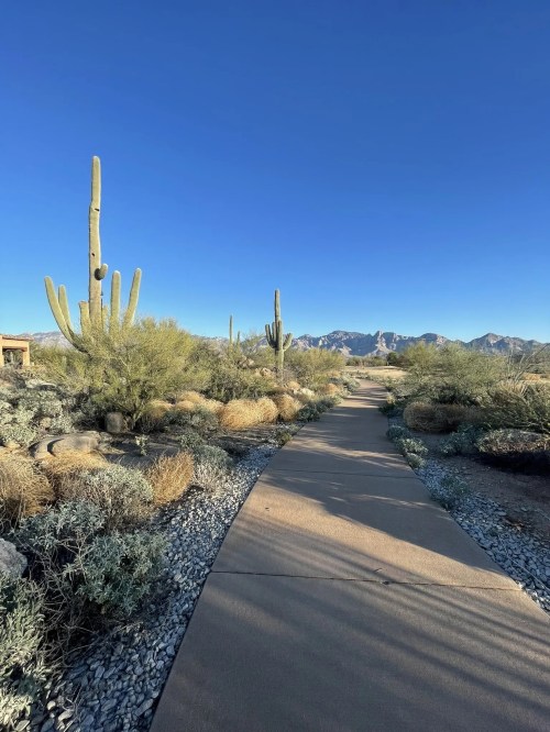 A winding path through a desert landscape with cacti and mountains under a clear blue sky.