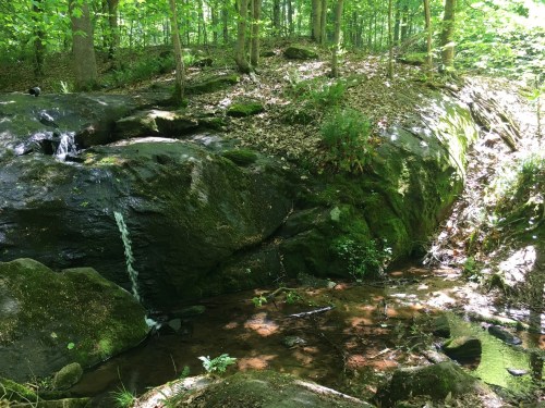 A serene forest scene featuring a moss-covered rock with a small waterfall and a gently flowing stream.
