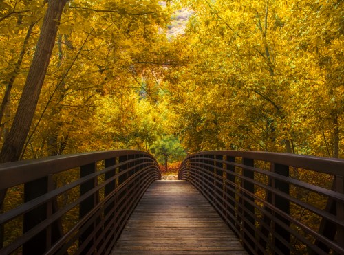 A wooden bridge leads through a vibrant, golden autumn forest filled with trees and foliage.