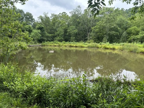 A tranquil pond surrounded by lush greenery and trees, reflecting the overcast sky.