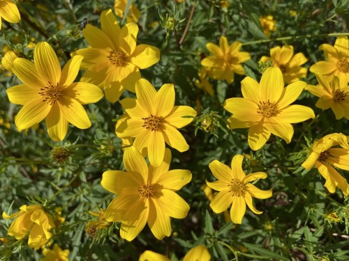 A close-up of vibrant yellow flowers blooming among green foliage.