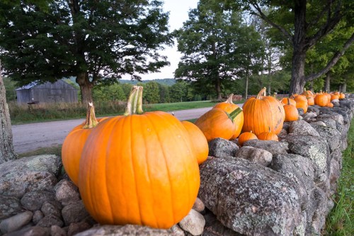 A row of bright orange pumpkins lined along a stone wall, with trees and a dirt road in the background.