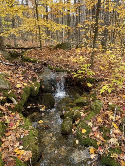 A serene stream flows through a forest blanketed in autumn leaves, surrounded by vibrant yellow foliage.