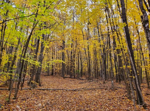 A serene forest scene with tall trees adorned in vibrant yellow leaves, covering the ground in autumn hues.