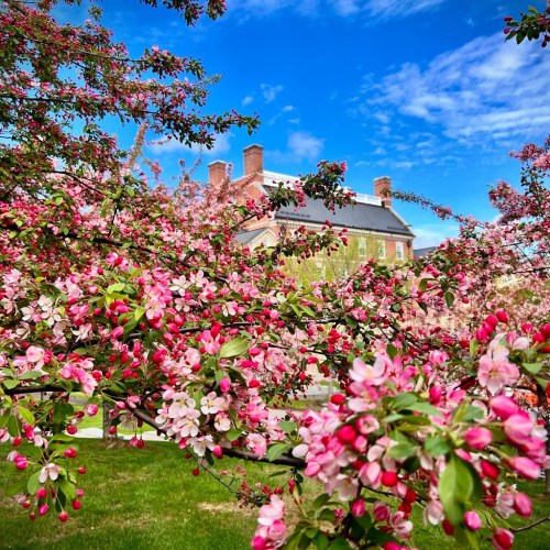 A vibrant scene of pink flowering trees in front of a historic building under a bright blue sky.