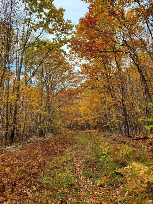 A serene forest path lined with vibrant autumn leaves and ferns, showcasing shades of orange and yellow.
