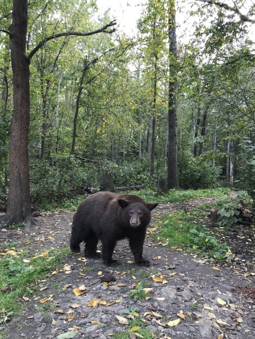 A black bear stands on a forest path surrounded by trees and fallen leaves.