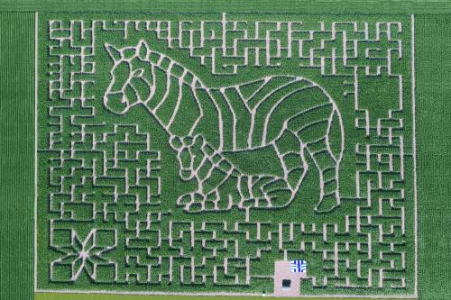 Aerial view of a corn maze featuring a zebra and its cub, surrounded by intricate pathways and a star-shaped design.