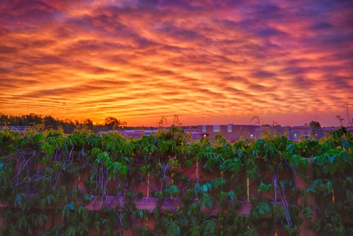 A vibrant sunset with colorful clouds above a lush green vine-covered fence.