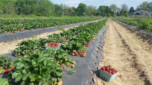 A strawberry field with rows of plants and ripe strawberries, baskets filled with freshly picked fruit on the ground.