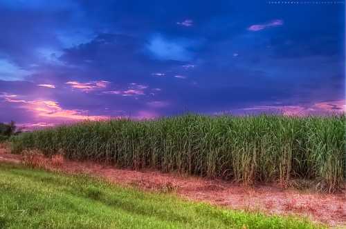 sugar cane field at dusk