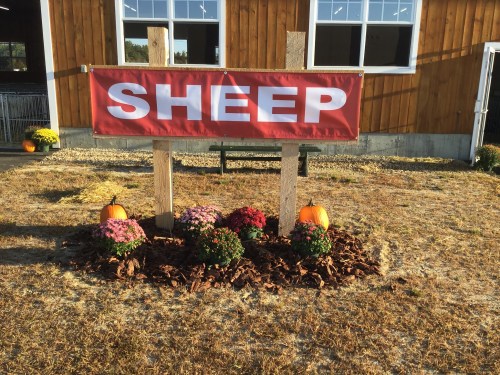 A large red sign reading "SHEEP" in front of a barn, surrounded by flowers and pumpkins on a sunny day.