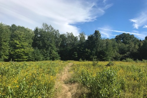 A sunny landscape featuring a grassy path through a field of wildflowers, bordered by trees under a blue sky.