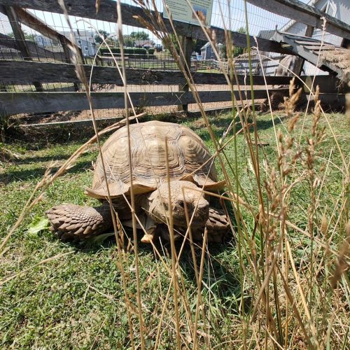 A tortoise walking through tall grass near a wooden fence on a sunny day.