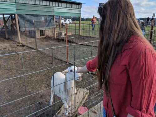 A person in a red shirt pets a white goat through a fence at a farm.