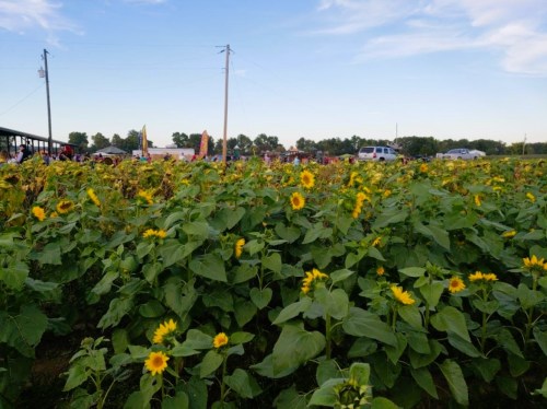 A field of sunflowers with people and vehicles in the background under a clear blue sky.