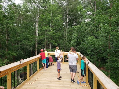 A group of people on a wooden observation deck surrounded by lush green trees, enjoying the view.