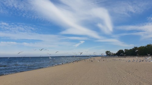 A sandy beach with seagulls flying over the water under a blue sky with wispy clouds.