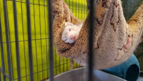 A white ferret resting comfortably in a cozy hammock inside a cage, with a colorful background.