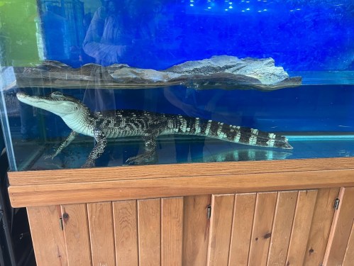 A crocodile in a glass aquarium with a blue background and a wooden base.