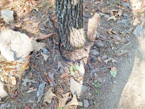 A black snake slithering around the base of a tree, surrounded by rocks and fallen leaves on a forest floor.