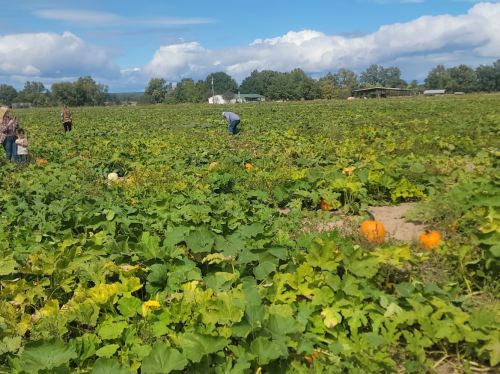 A pumpkin patch with people picking pumpkins under a blue sky and scattered clouds. Lush green leaves surround bright orange pumpkins.