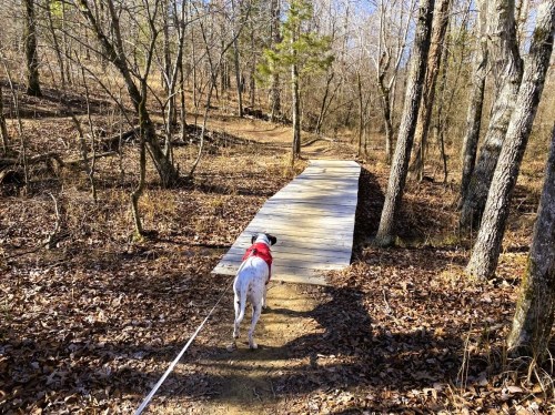 A dog in a red sweater walks on a wooden bridge through a wooded area with fallen leaves.