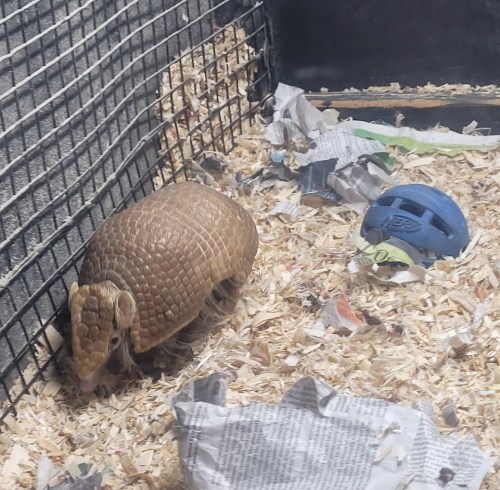 A small armadillo in a cage with shredded paper and a blue ball nearby.