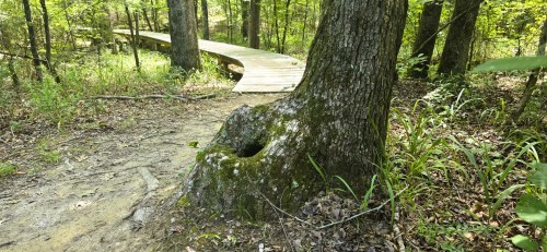 A wooden boardwalk winds through a lush forest, with a moss-covered tree trunk featuring a hollow at its base.