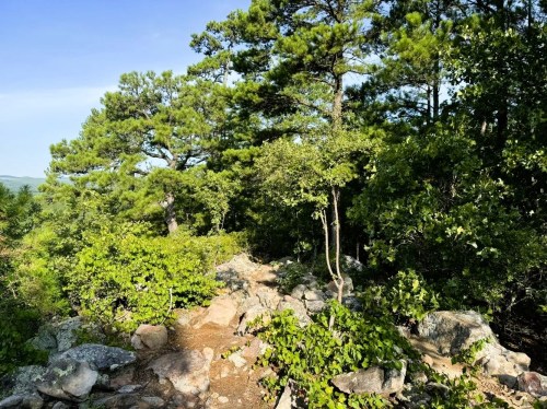 A rocky path through lush greenery and tall trees under a clear blue sky.