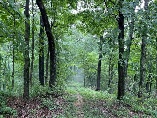 A misty forest path surrounded by lush green trees and underbrush, creating a serene, tranquil atmosphere.