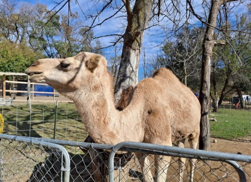 A camel stands beside a fence, with trees and a blue sky in the background.