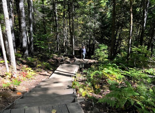 A person stands on a wooden path surrounded by lush green trees and foliage in a forest setting.