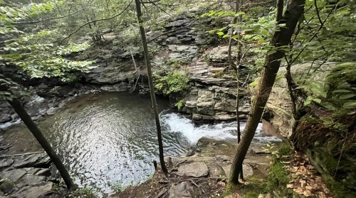 A serene forest scene featuring a rocky stream and a calm pool surrounded by lush greenery and trees.