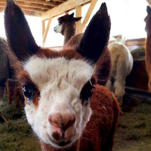 A close-up of a curious brown and white alpaca in a barn, with other alpacas blurred in the background.