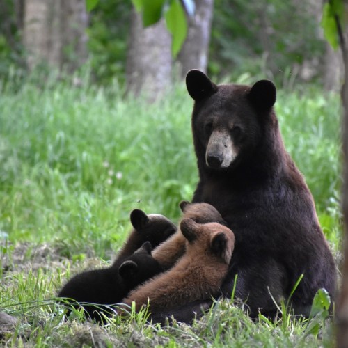 A mother bear sits in a grassy area, surrounded by her three playful cubs.
