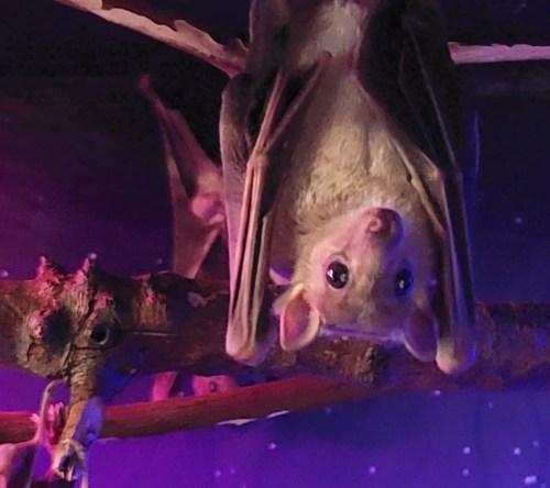 A bat hanging upside down from a branch, with a colorful purple background.