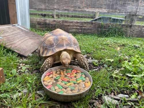 A tortoise eating colorful pellets from a shallow dish in a grassy outdoor area.
