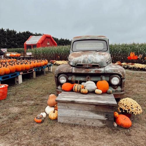 A vintage truck surrounded by colorful pumpkins and gourds at a pumpkin patch, with a cornfield in the background.
