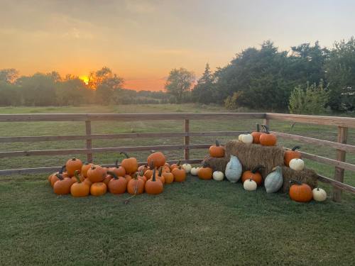 A collection of pumpkins in various colors arranged near a wooden fence at sunset, with trees in the background.