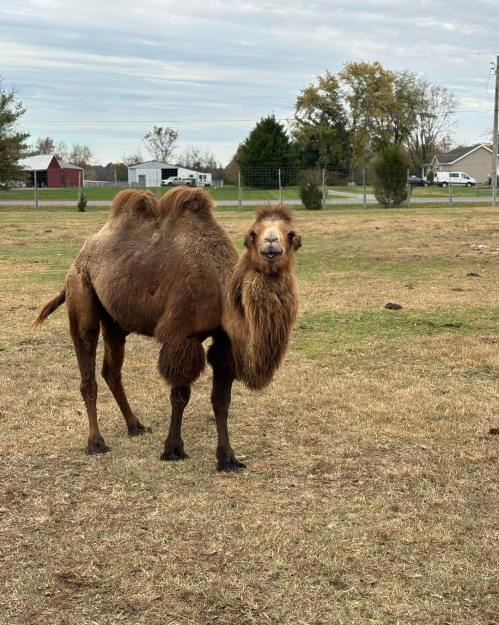 A camel stands in a grassy field, looking back at the camera with a cloudy sky in the background.