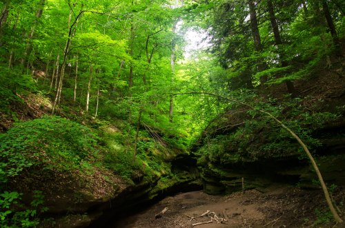 Lush green forest with tall trees and a narrow, rocky creek bed surrounded by vibrant foliage.