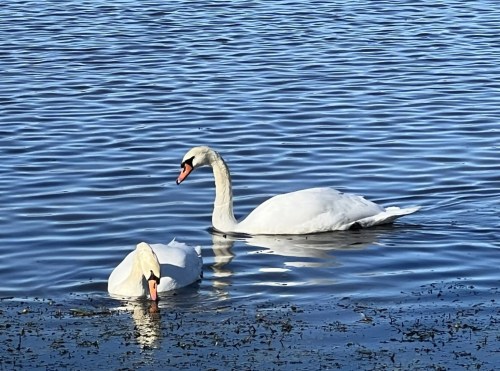 Two swans gracefully swim in a shimmering blue lake, with gentle ripples reflecting the sunlight.
