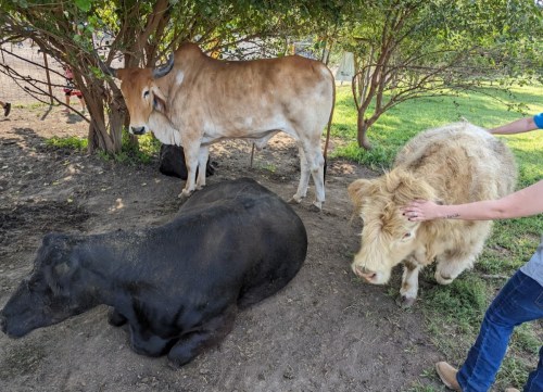Three cows in a shaded area: one brown standing, one black lying down, and a light-colored cow being petted.