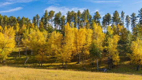 A vibrant landscape featuring golden autumn trees against a backdrop of green pines and a clear blue sky.