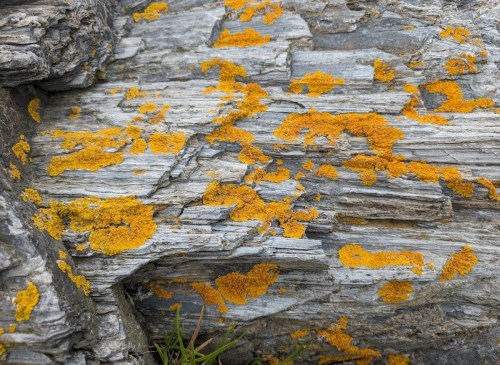 Close-up of textured rock surface covered in bright yellow-orange lichen, contrasting with gray stone.