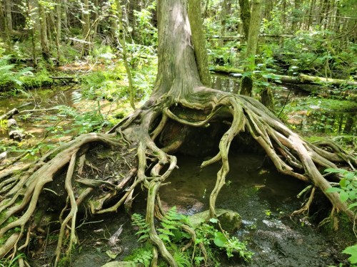 A large tree with exposed roots in a lush, green forest near a small, reflective pool of water.