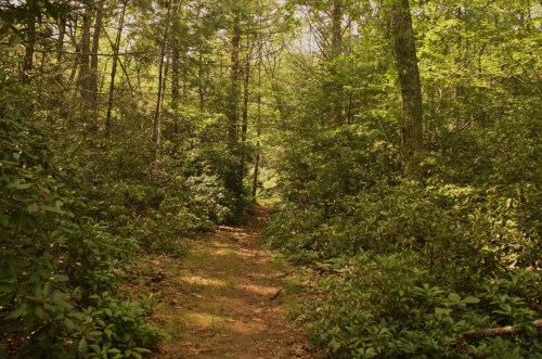 A narrow dirt path winding through a lush green forest with dense trees and shrubs on either side.