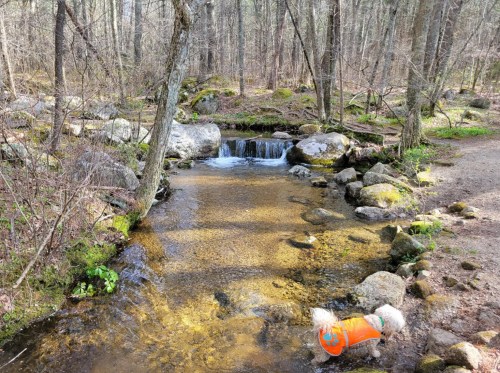 A small dog in an orange coat explores a stream surrounded by rocks and trees in a serene forest setting.
